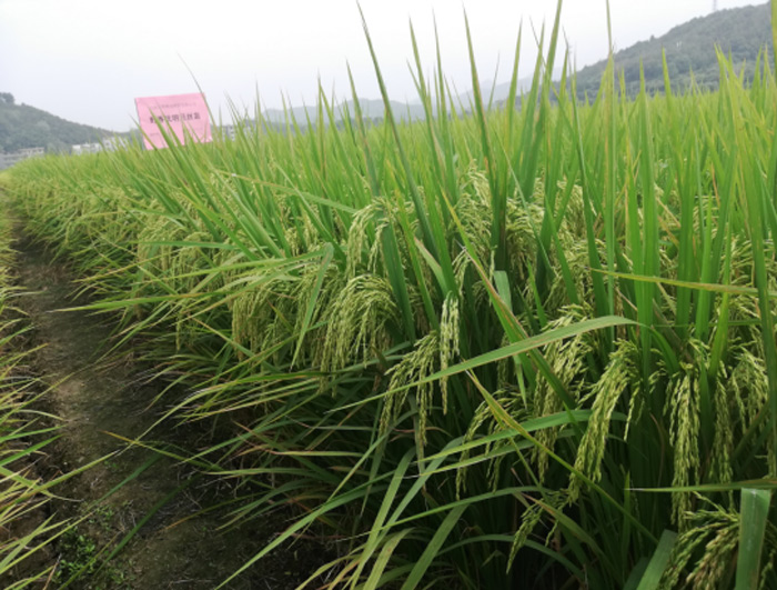 野香优明月丝苗