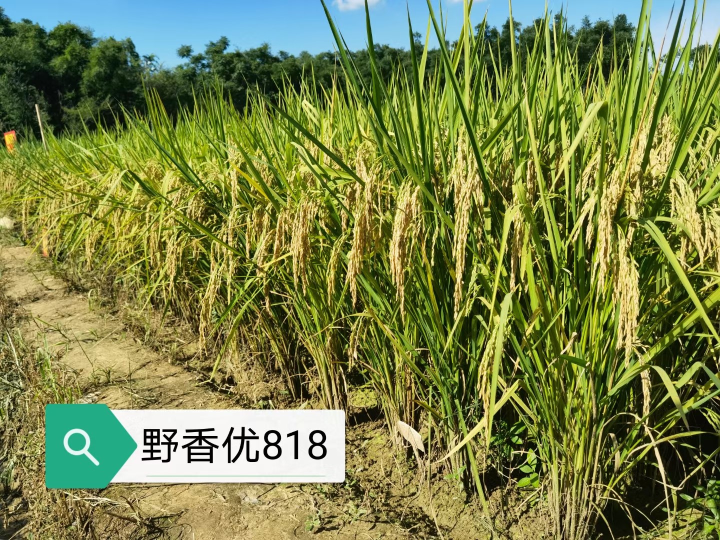 首页 产品中心 水稻 审定作物种类: 水稻 审定编号: 桂审稻2020106号