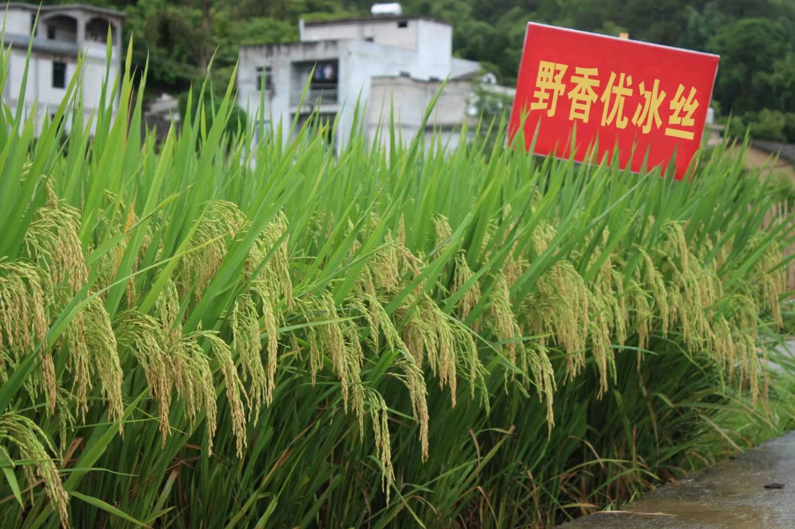 野香优冰丝