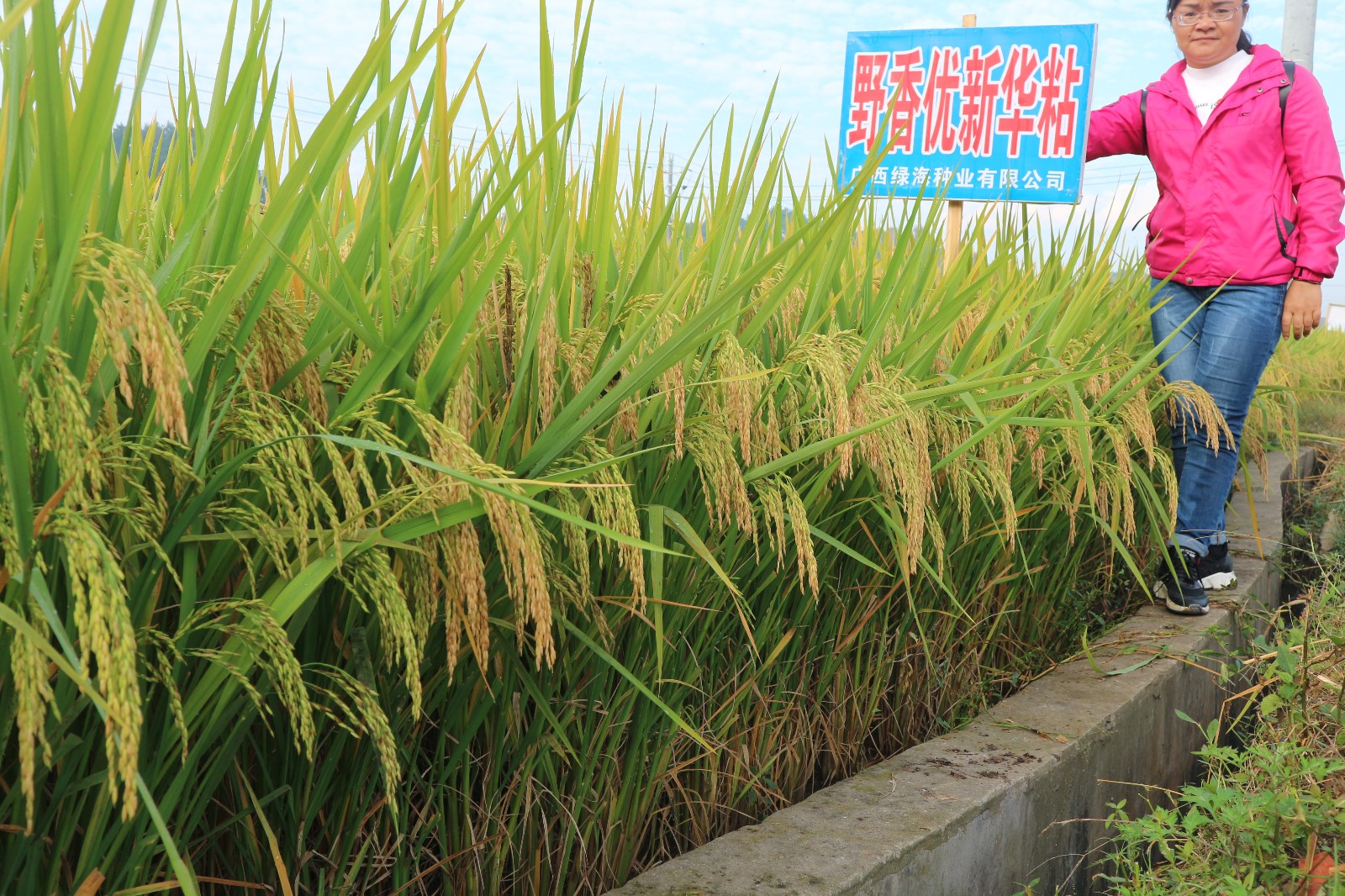 野香优新华粘