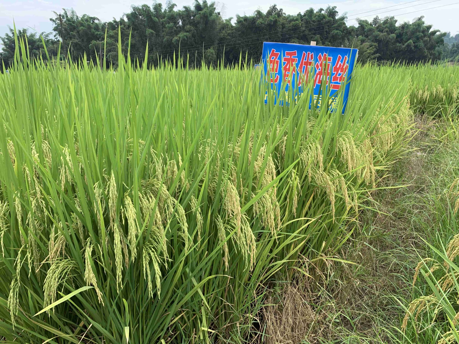 色香优海丝